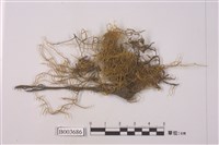 藏品(蔓苔科)的圖片